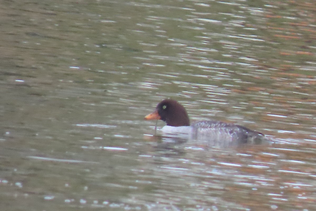 キタホオジロガモ - ML647044546