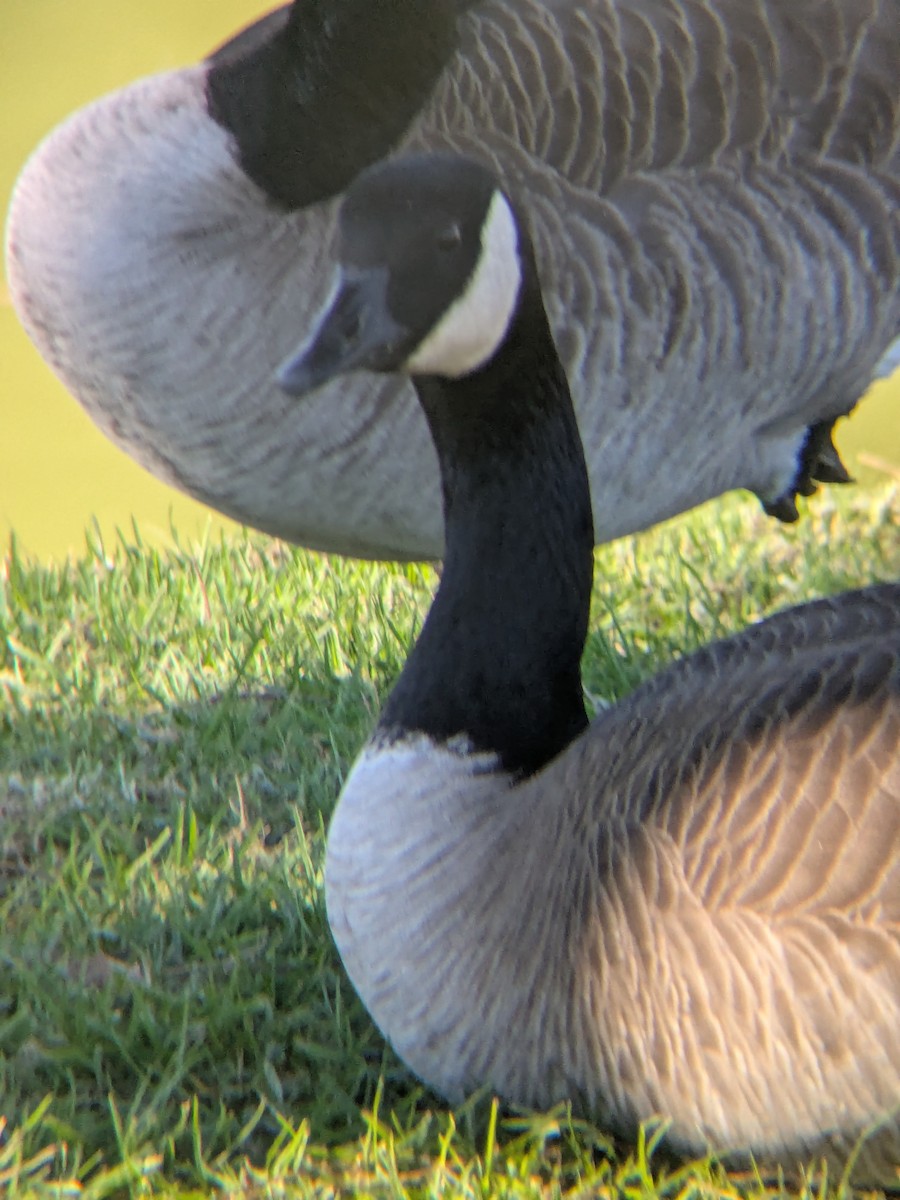 Canada Goose - ML647044549