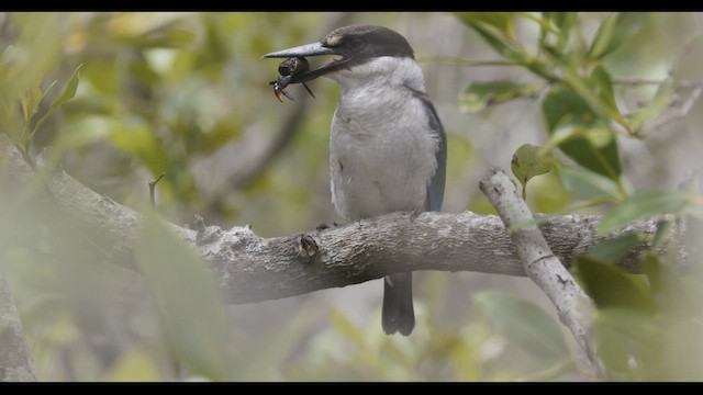 Torresian Kingfisher - ML647044550