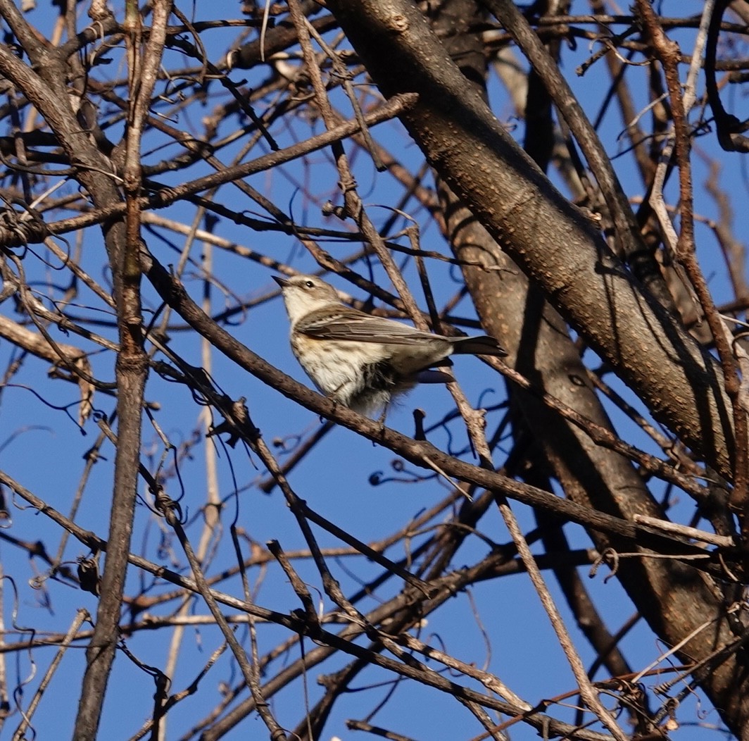 Yellow-rumped Warbler - ML647044558