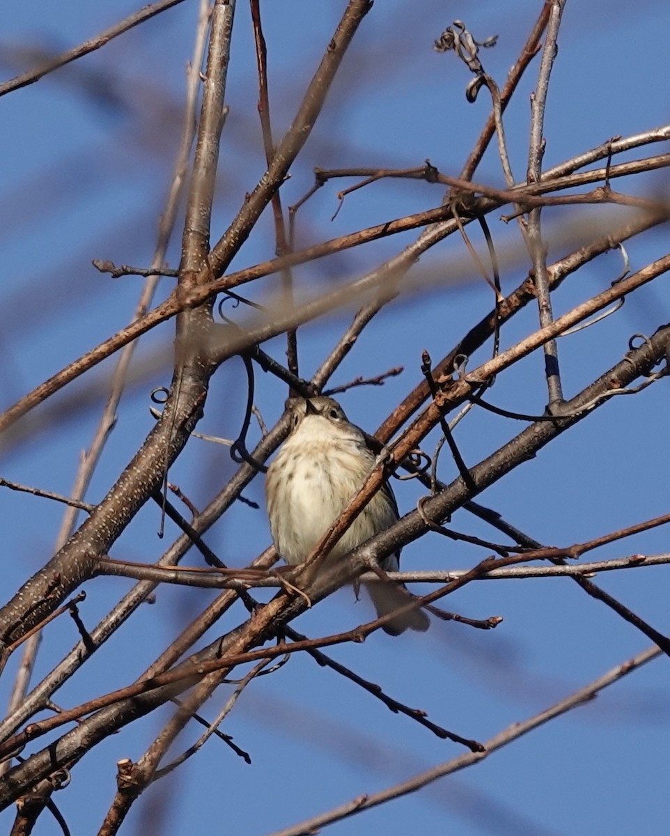 Yellow-rumped Warbler - ML647044559