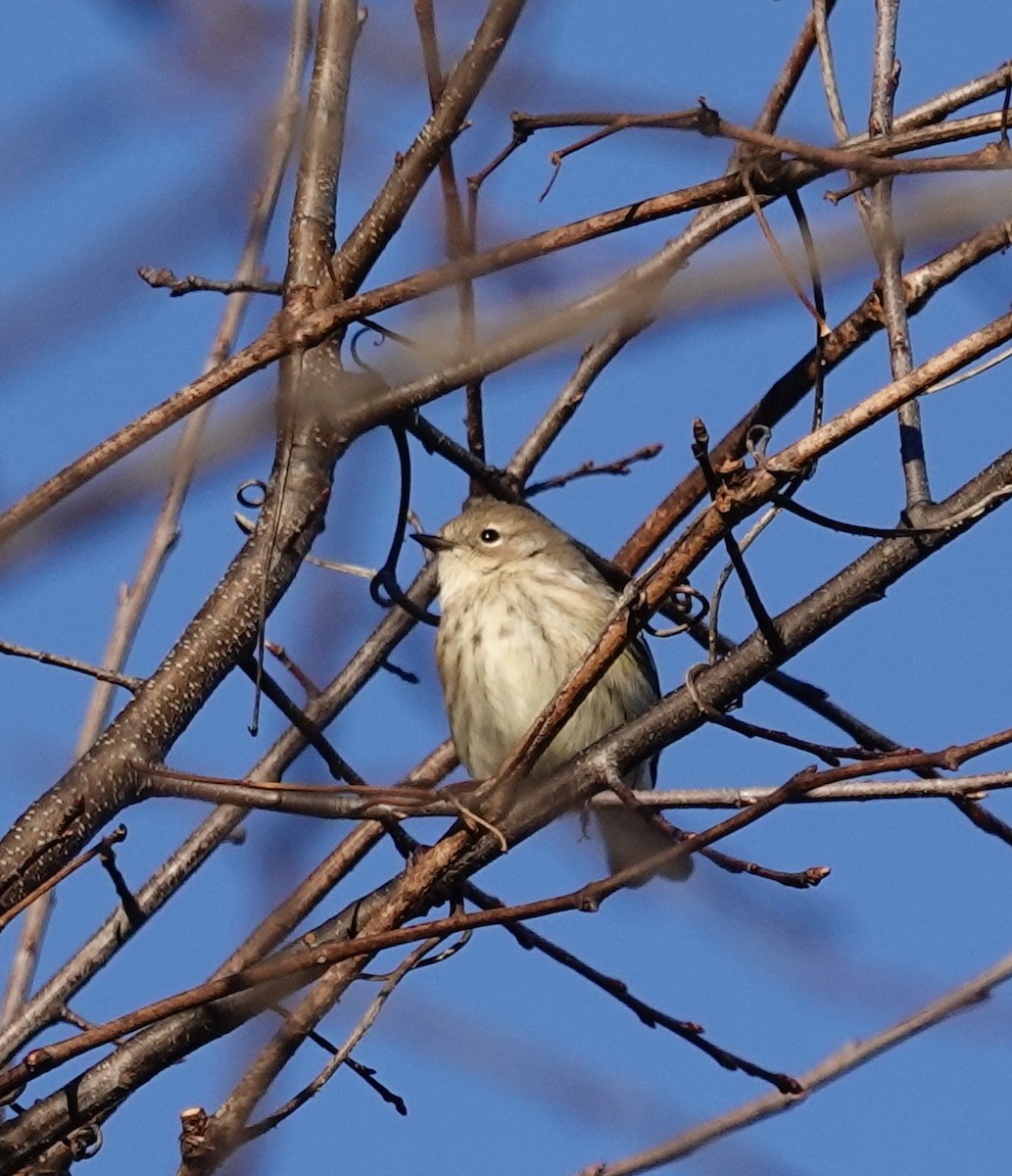 Yellow-rumped Warbler - ML647044560