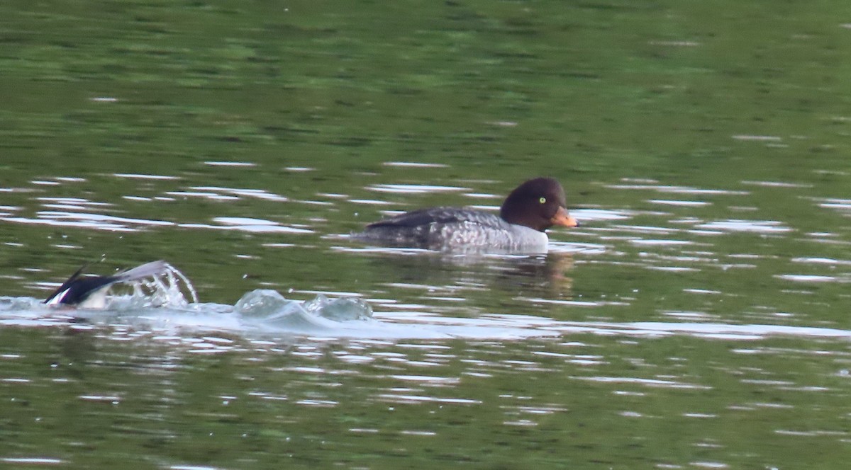 キタホオジロガモ - ML647044567