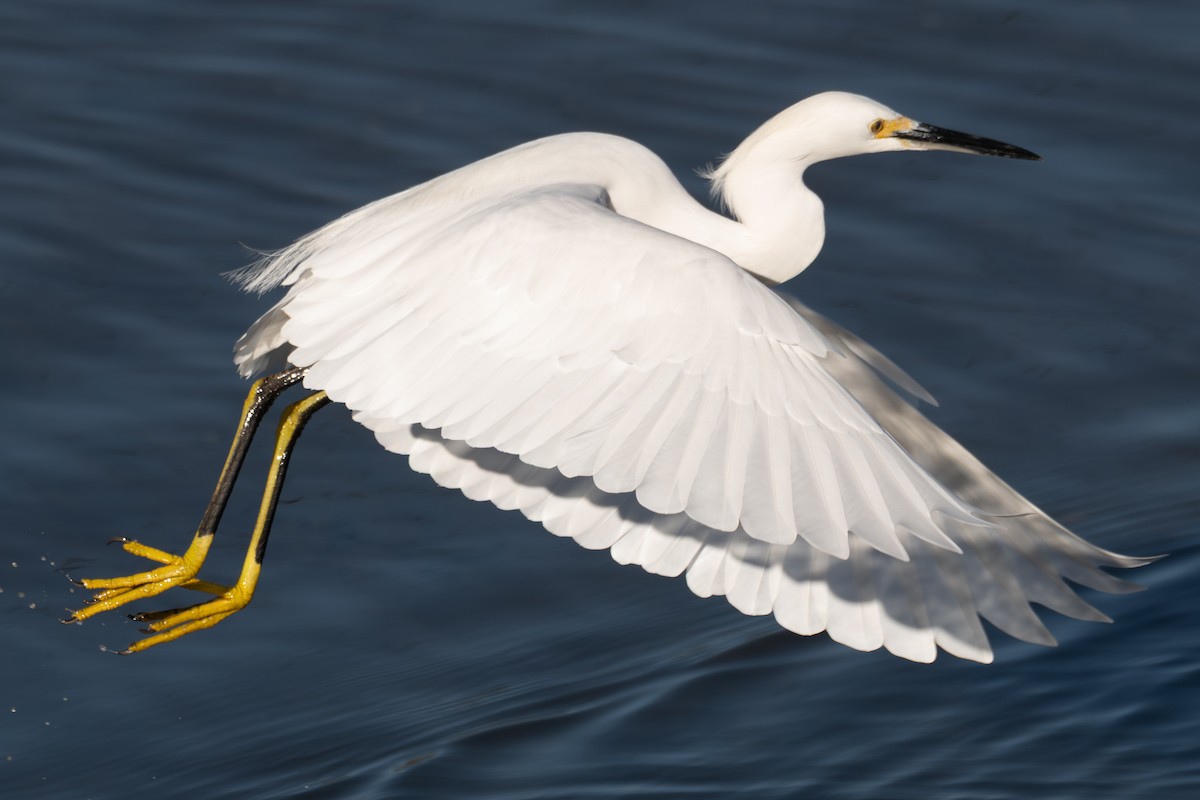 Garceta Nívea - ML647044573