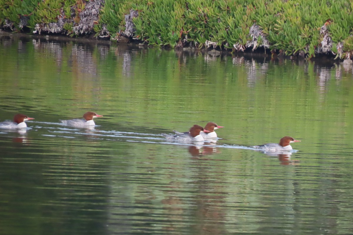 Common Merganser - ML647044583