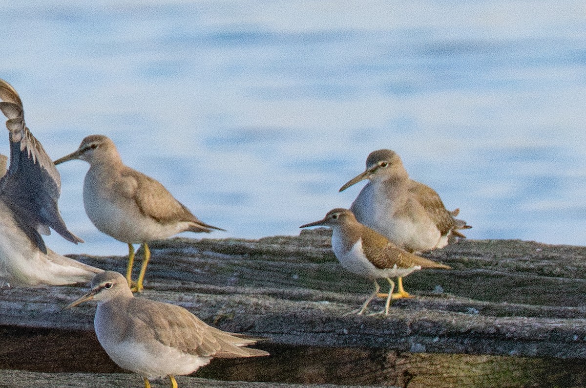 Common Sandpiper - ML647044584