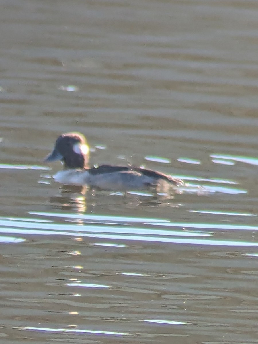 Bufflehead - ML647044588