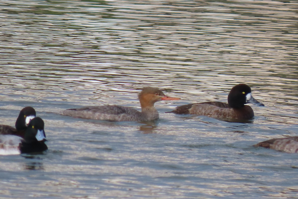 Red-breasted Merganser - ML647044591