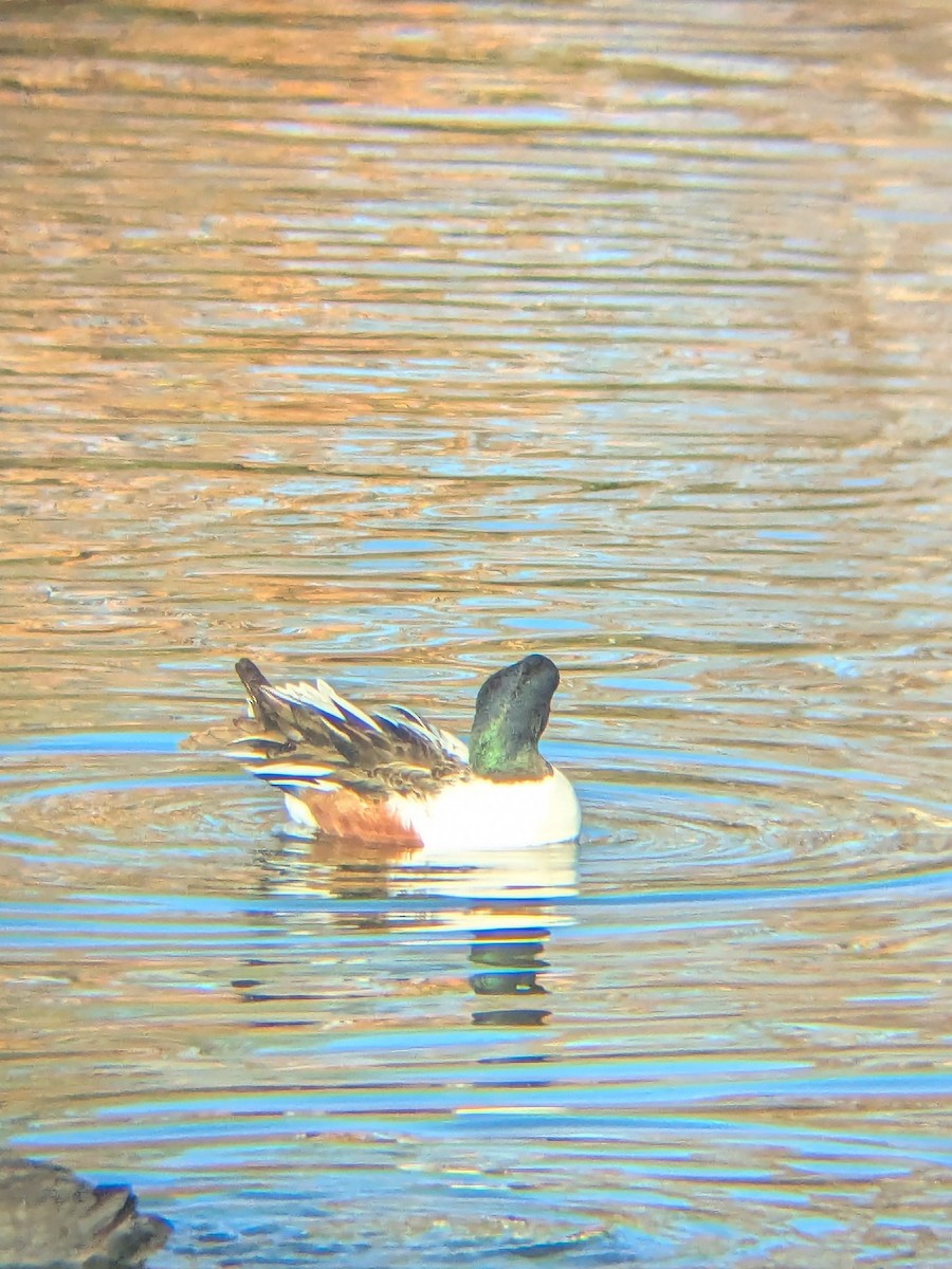 Northern Shoveler - ML647044594