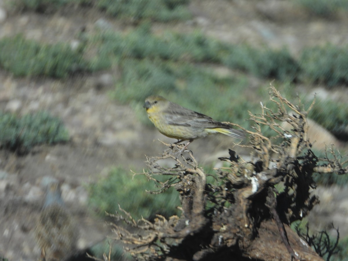 Greater Yellow-Finch - ML647044595