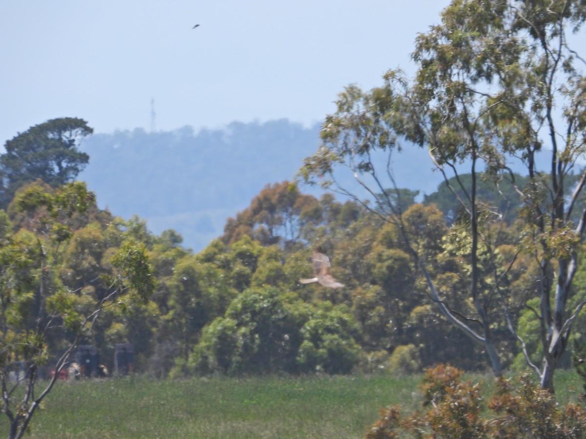 Лунь південний - ML647044600