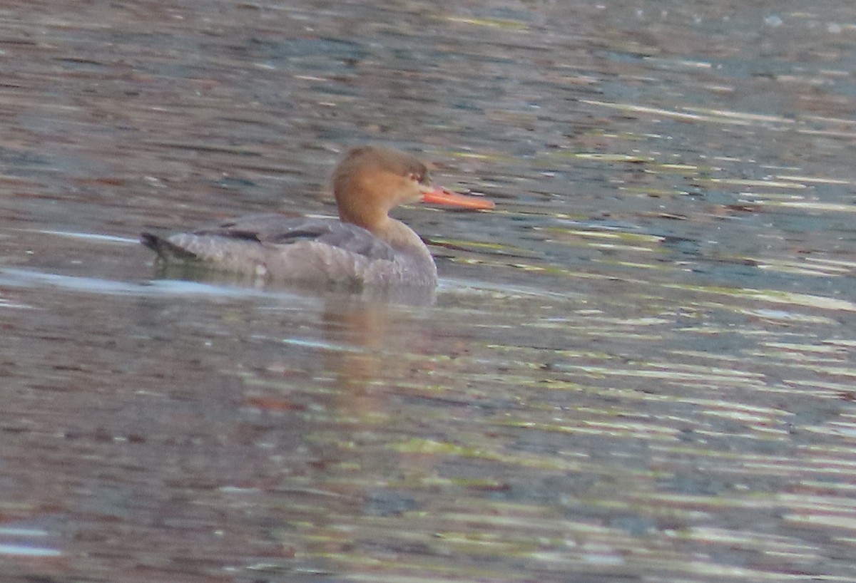 Red-breasted Merganser - ML647044601