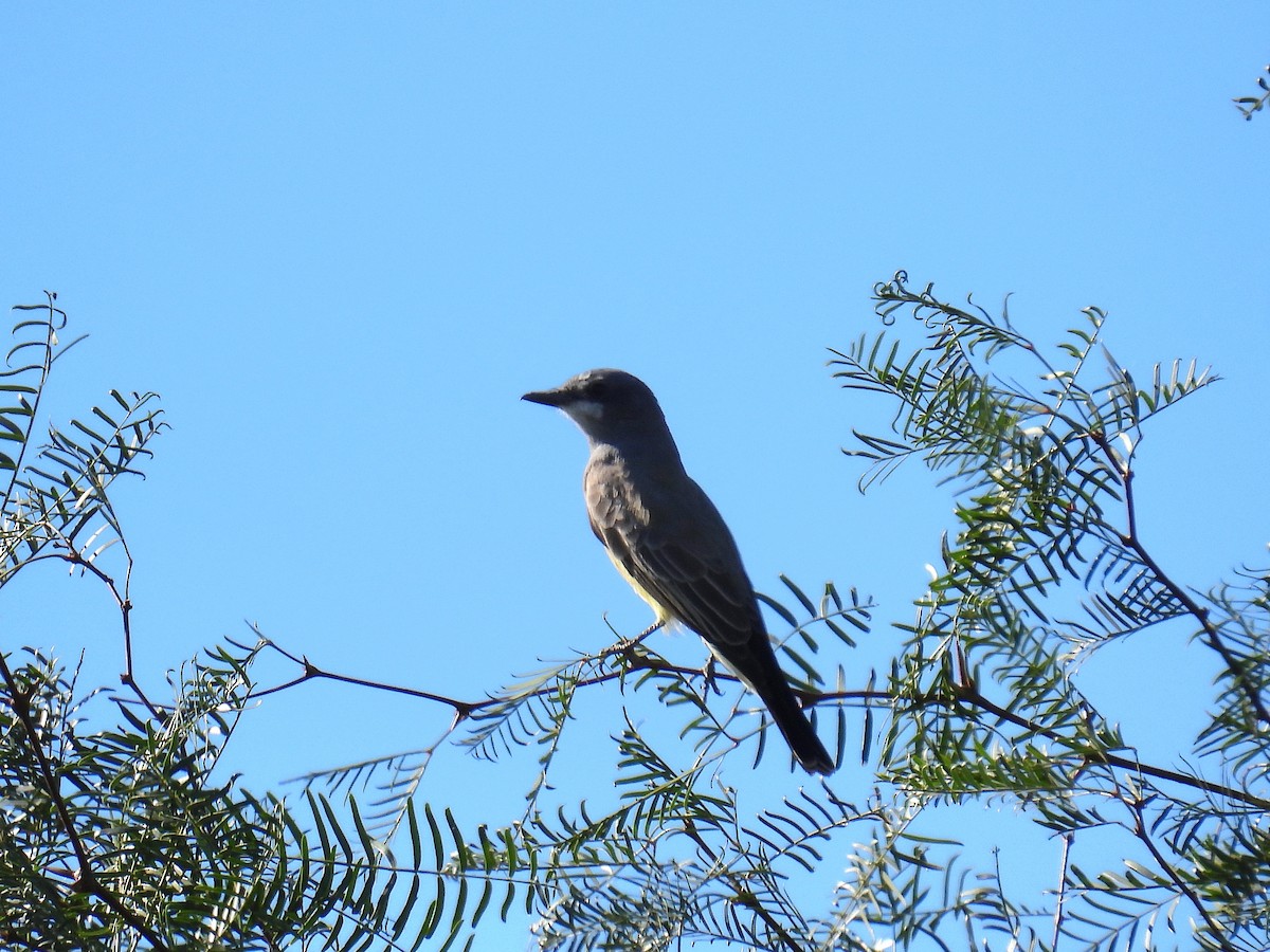 krattkongetyrann - ML647044604