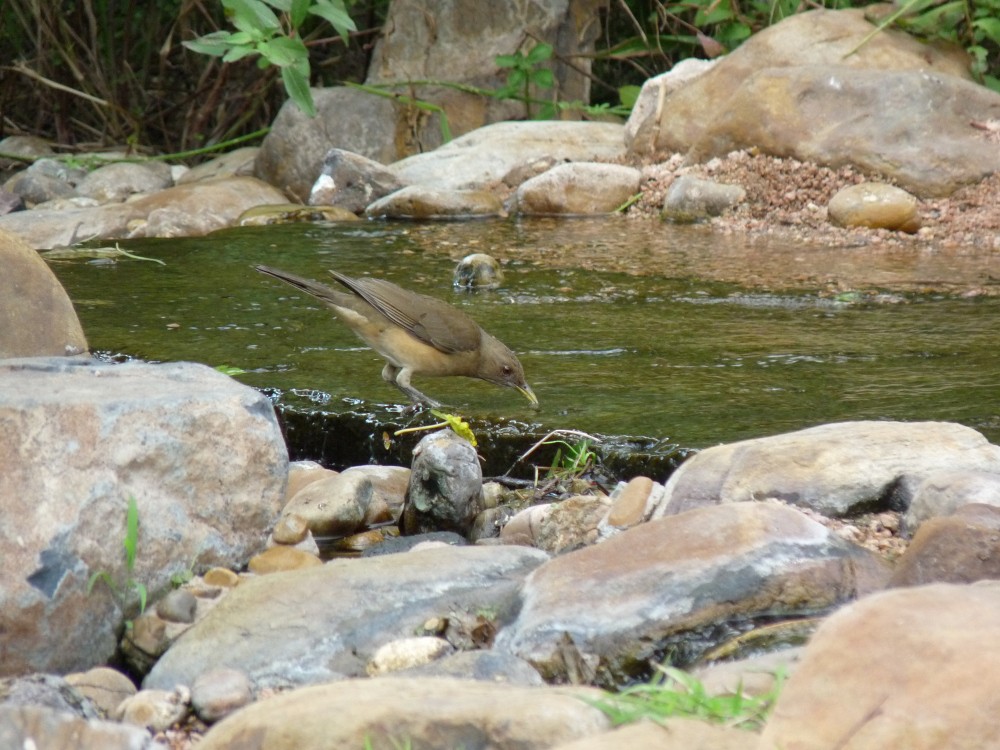 Merle fauve - ML647044605