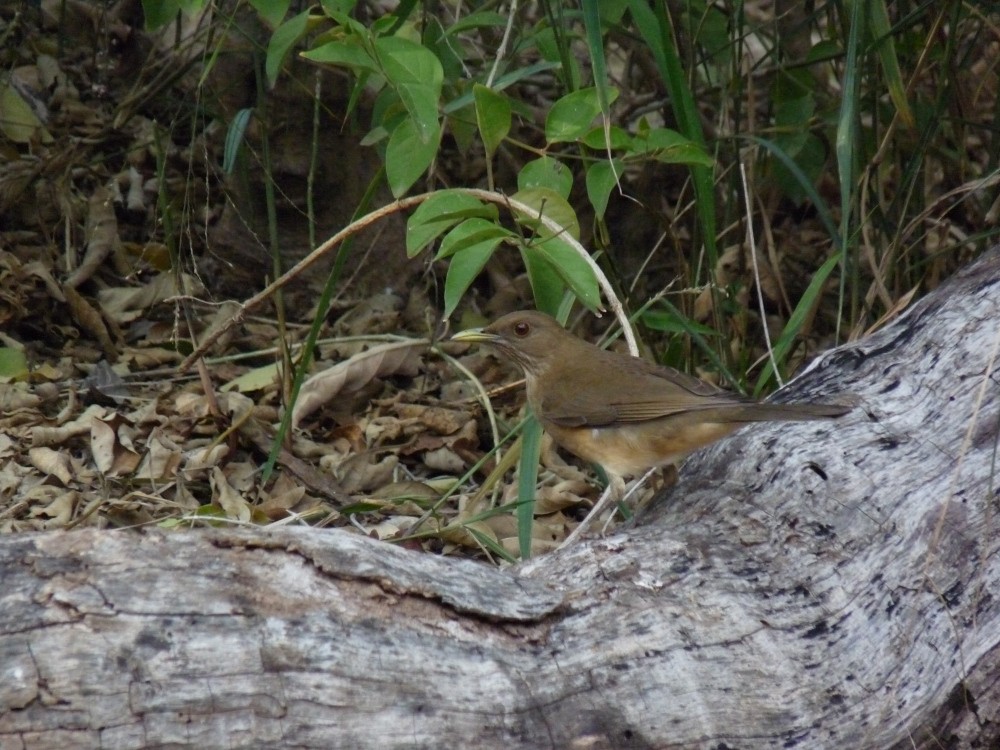 Merle fauve - ML647044606