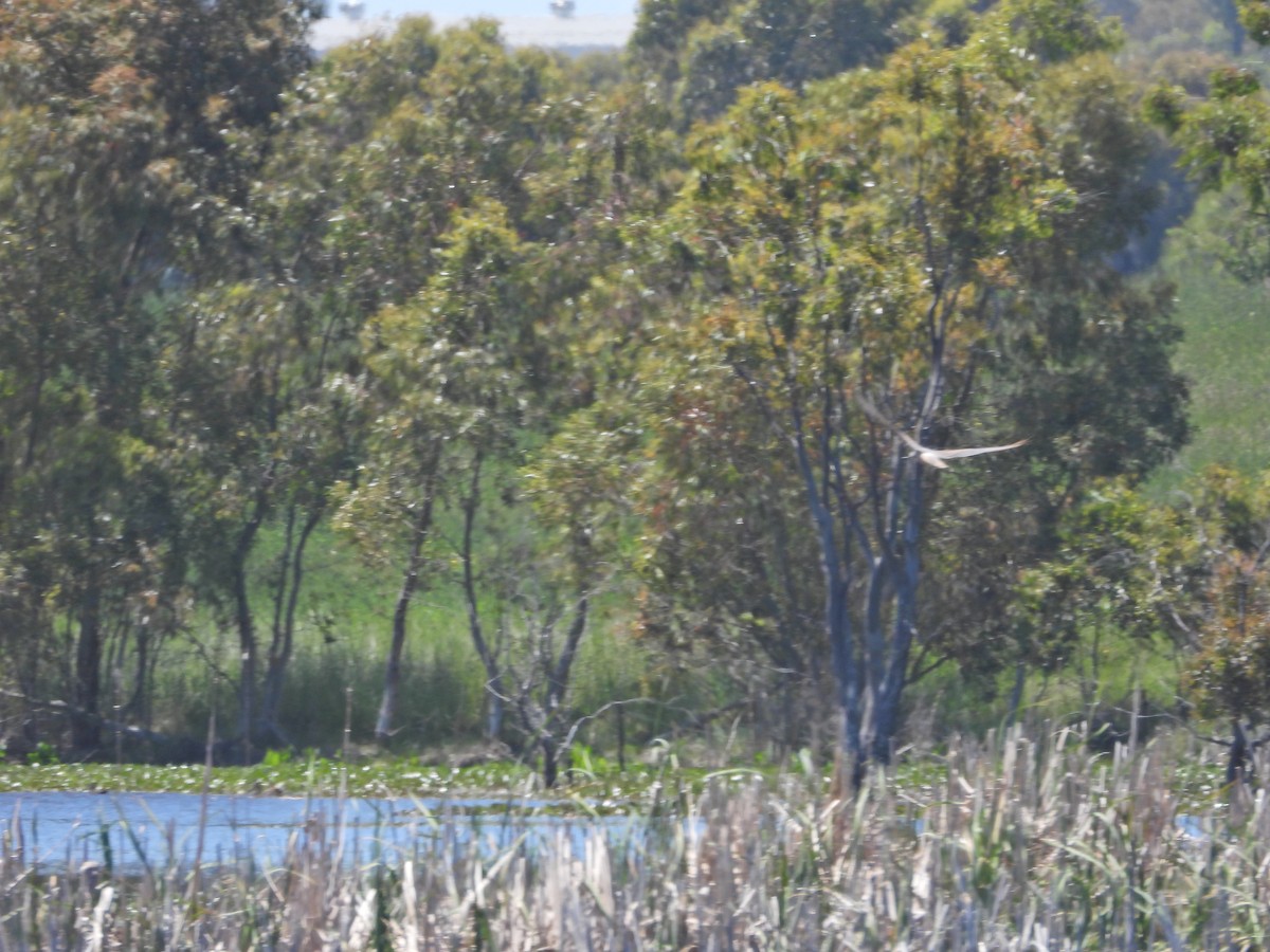 Лунь південний - ML647044610