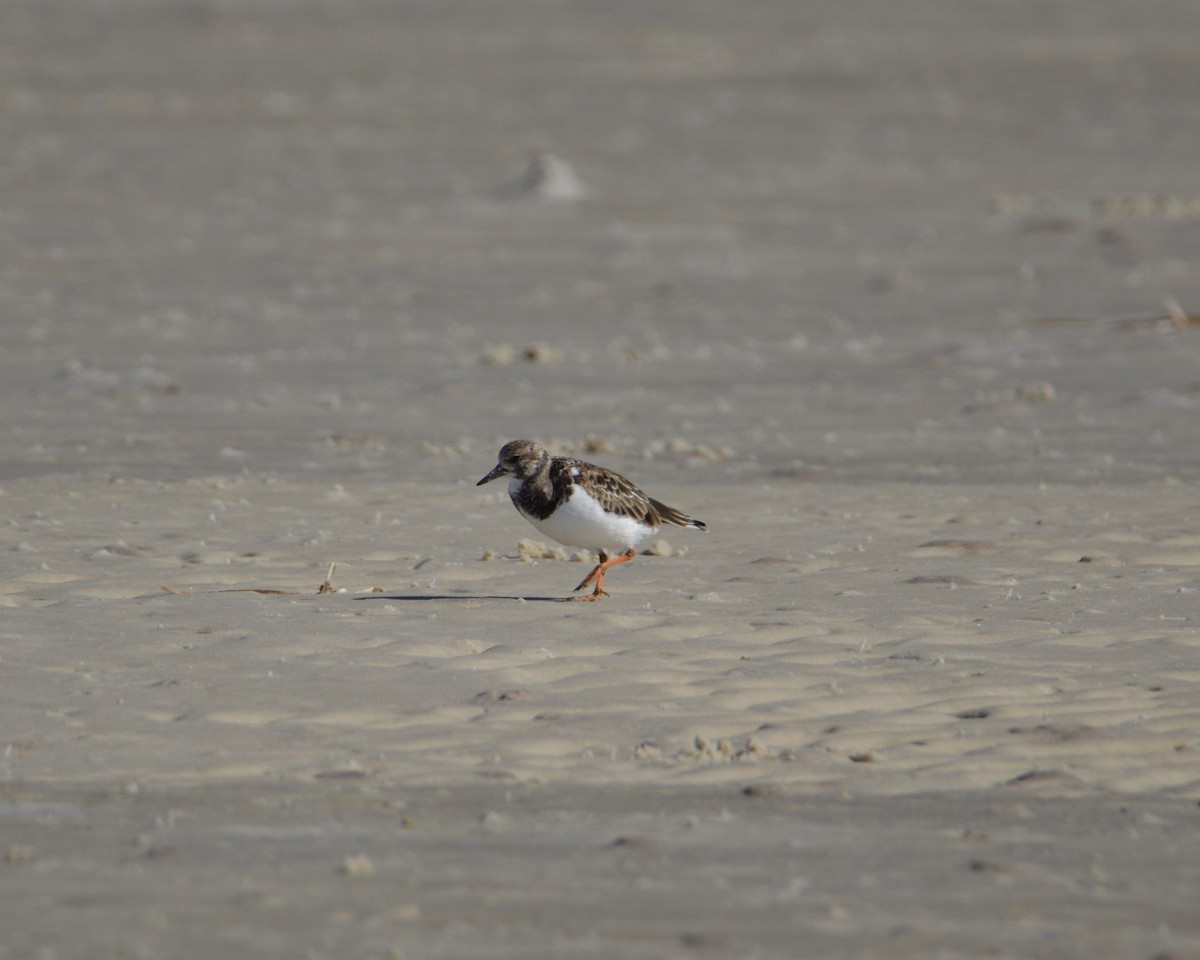 Ruddy Turnstone - ML647044611