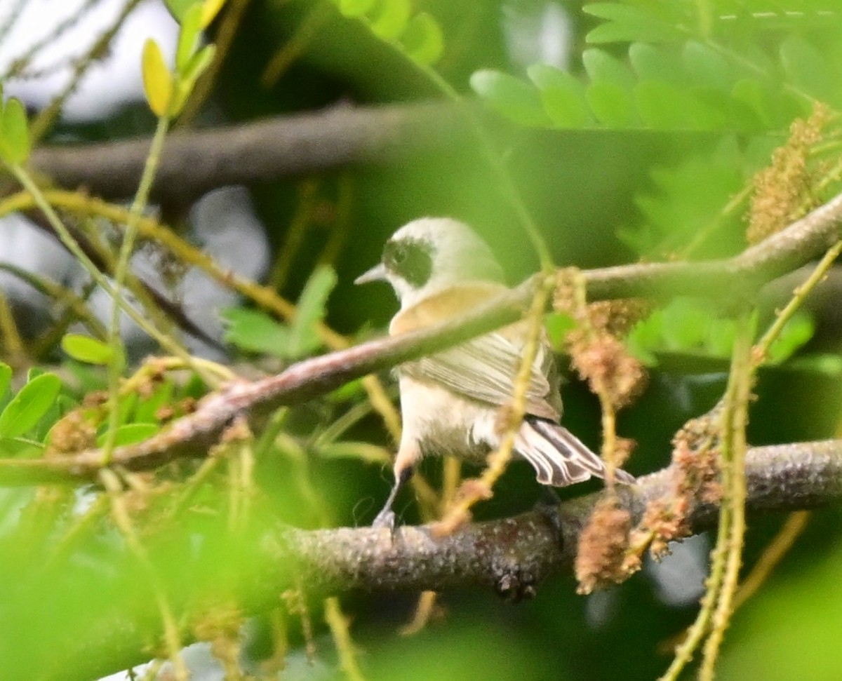 Eurasian Penduline-Tit - ML647044620