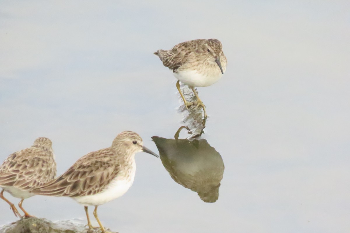 Least Sandpiper - ML647044621