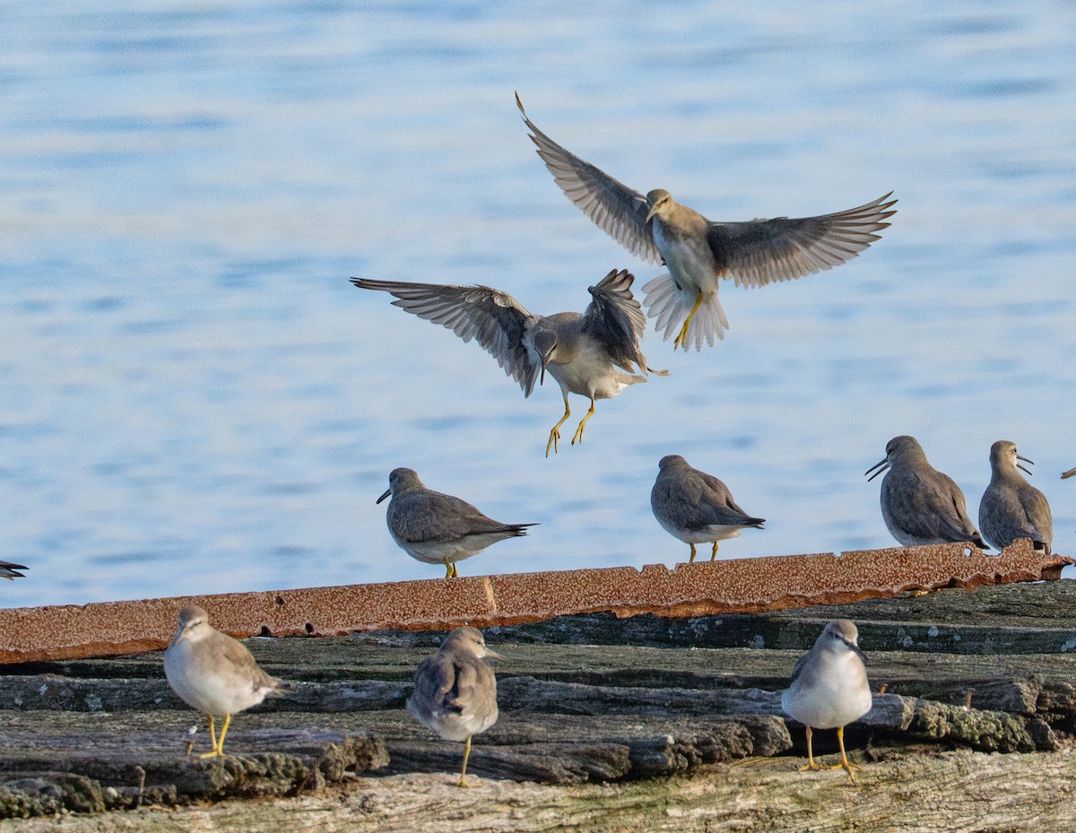 Gri Sırtlı Düdükçün - ML647044622