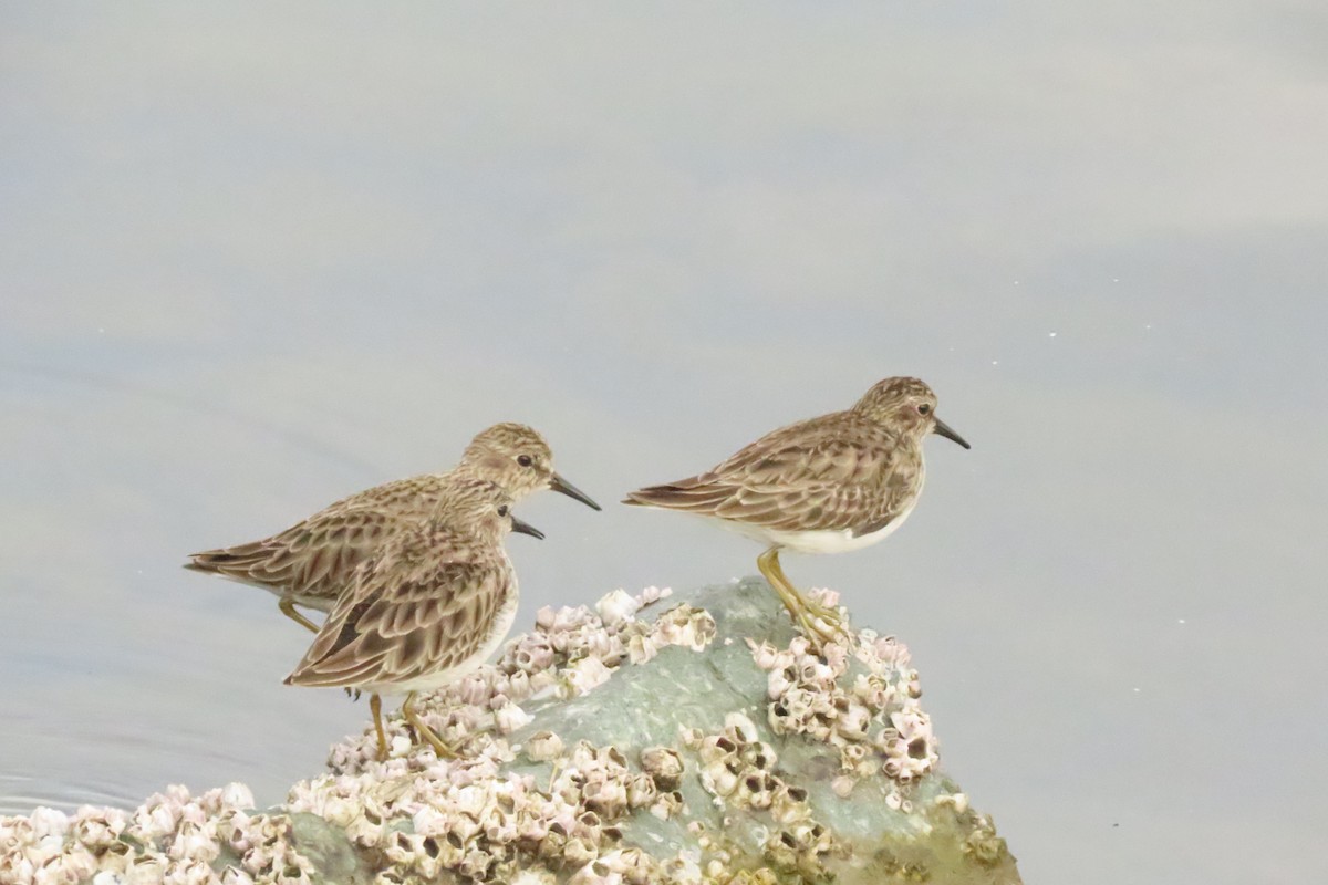Least Sandpiper - ML647044625
