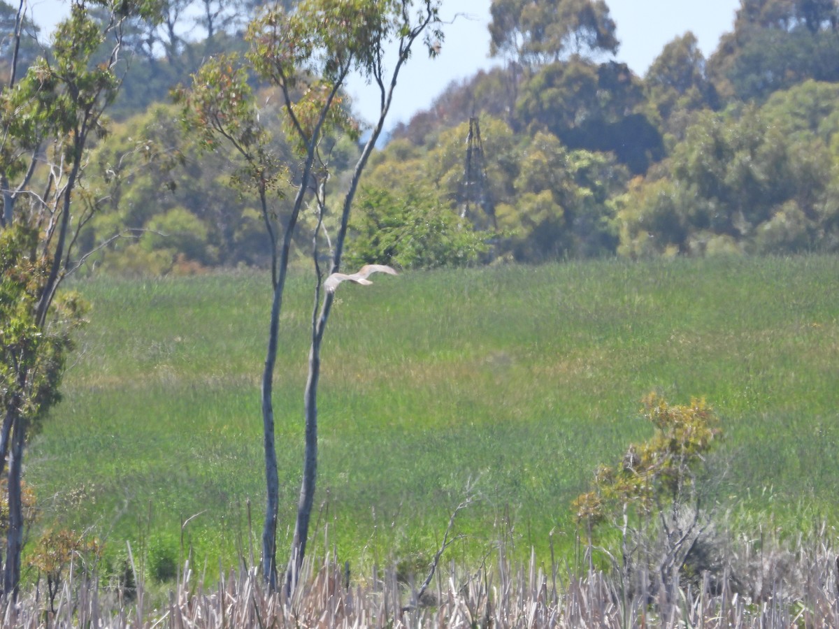 Лунь південний - ML647044626