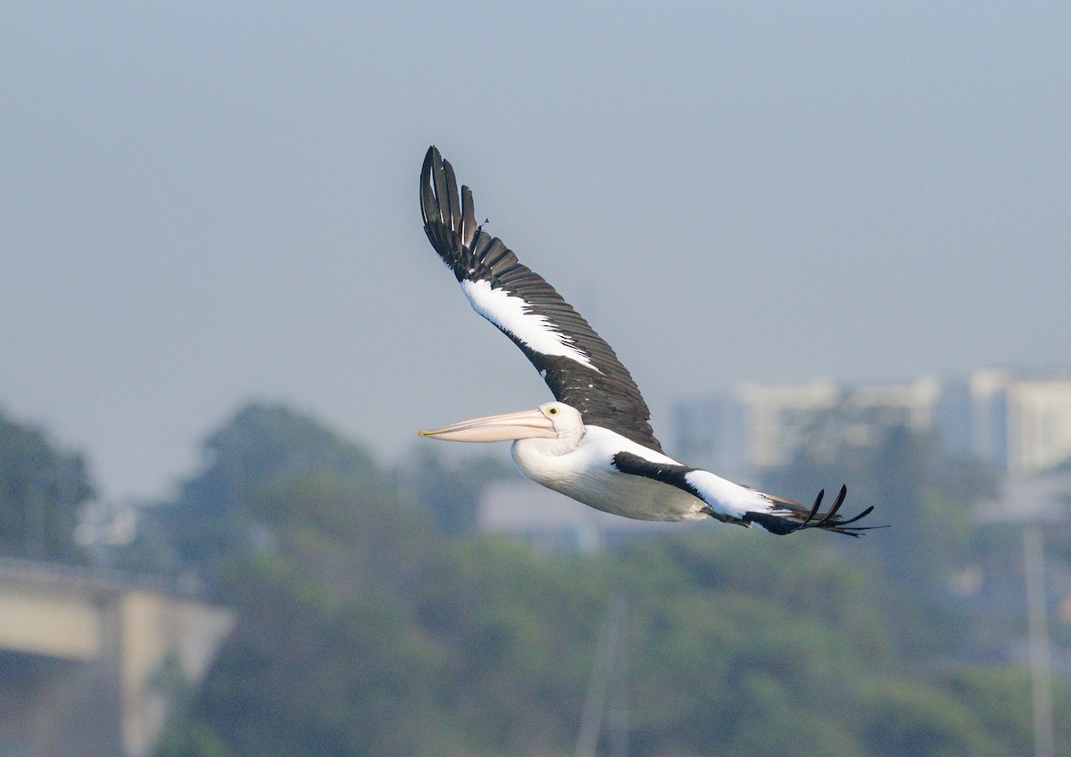 Australian Pelican - ML647044630
