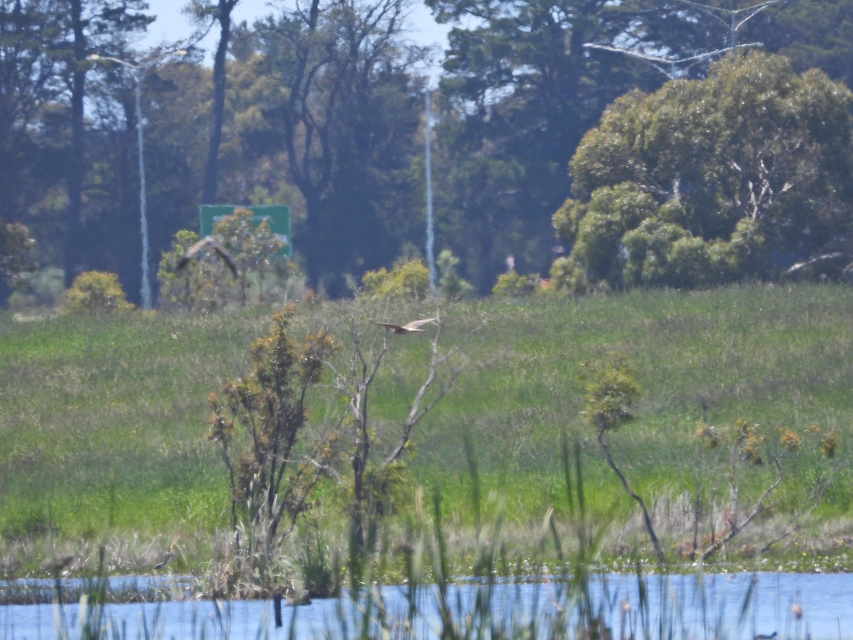Лунь південний - ML647044639