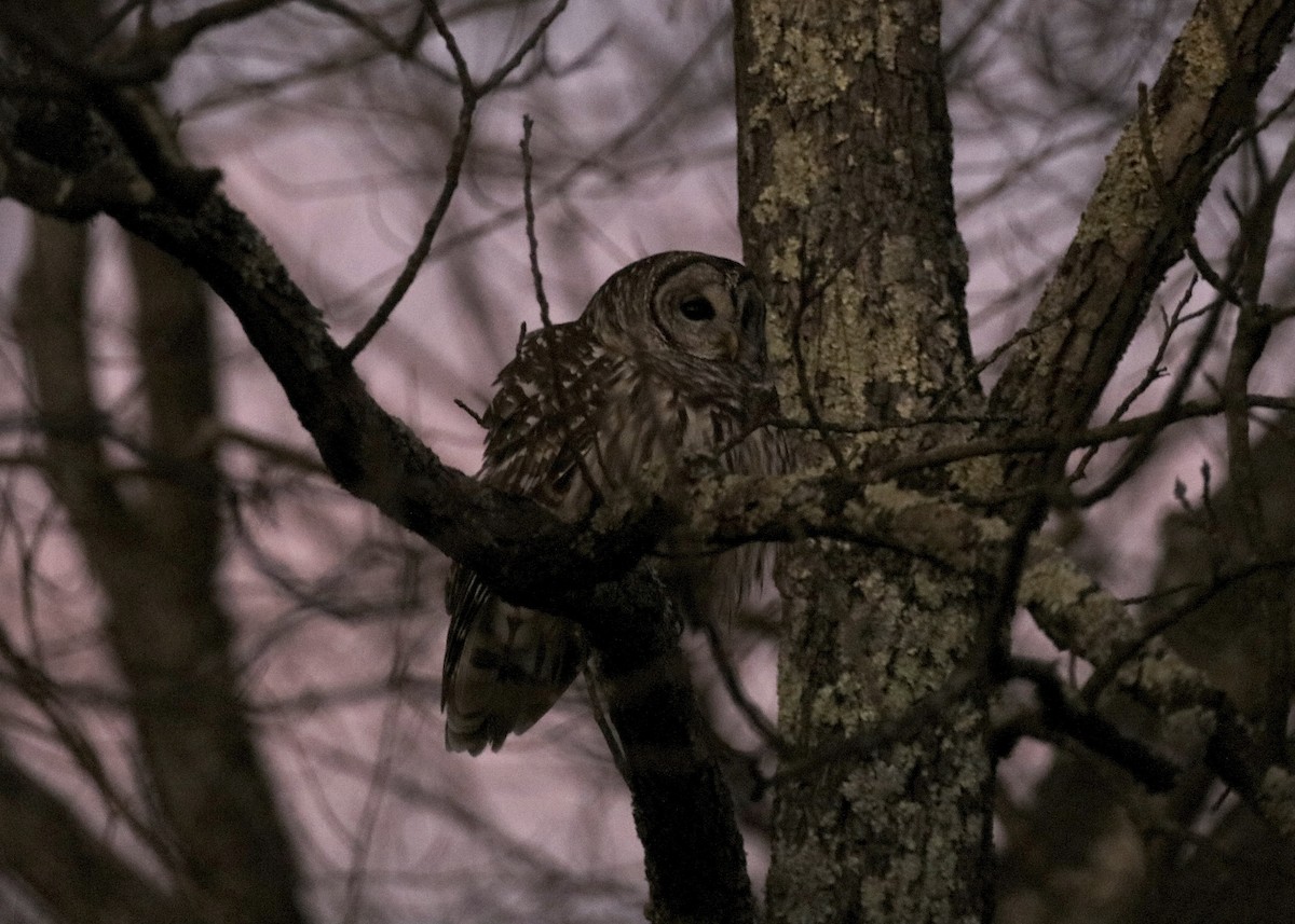 Barred Owl - ML647044644
