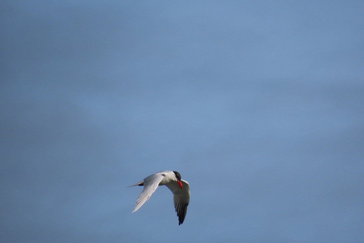 Caspian Tern - ML647044645