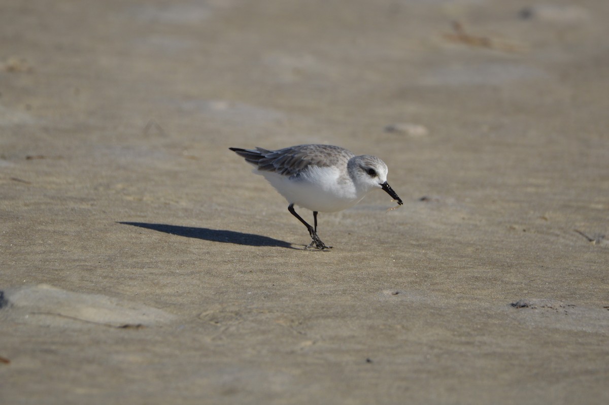 Sanderling - ML647044648