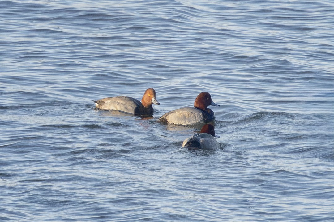 Redhead - ML647044653
