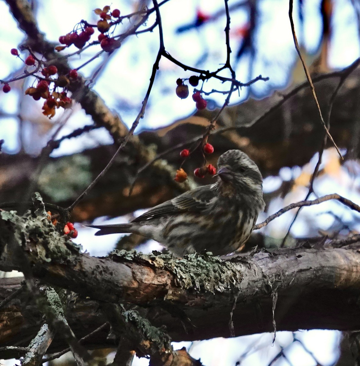 Roselin pourpré - ML647044658