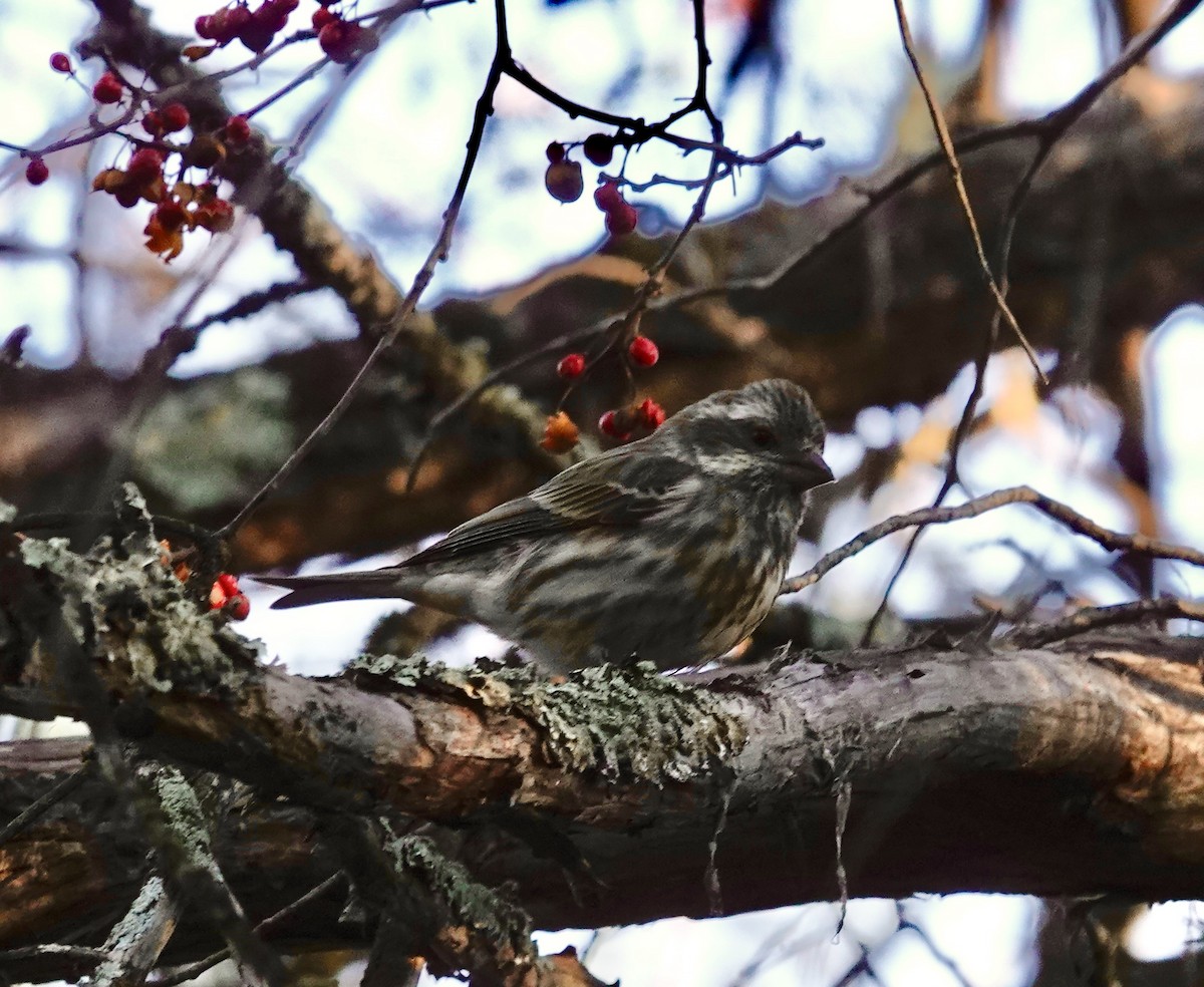 Roselin pourpré - ML647044659