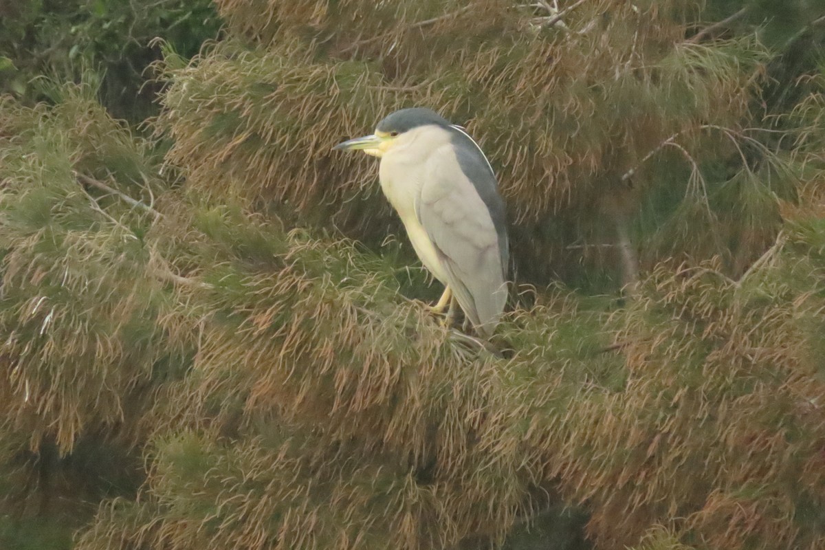 Black-crowned Night Heron - ML647044667