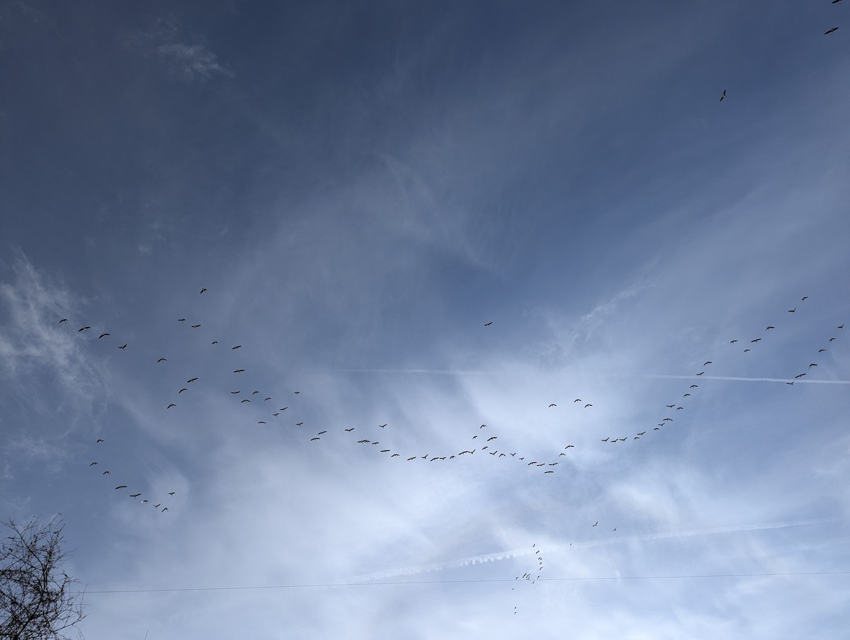 Canada Goose - ML647044668