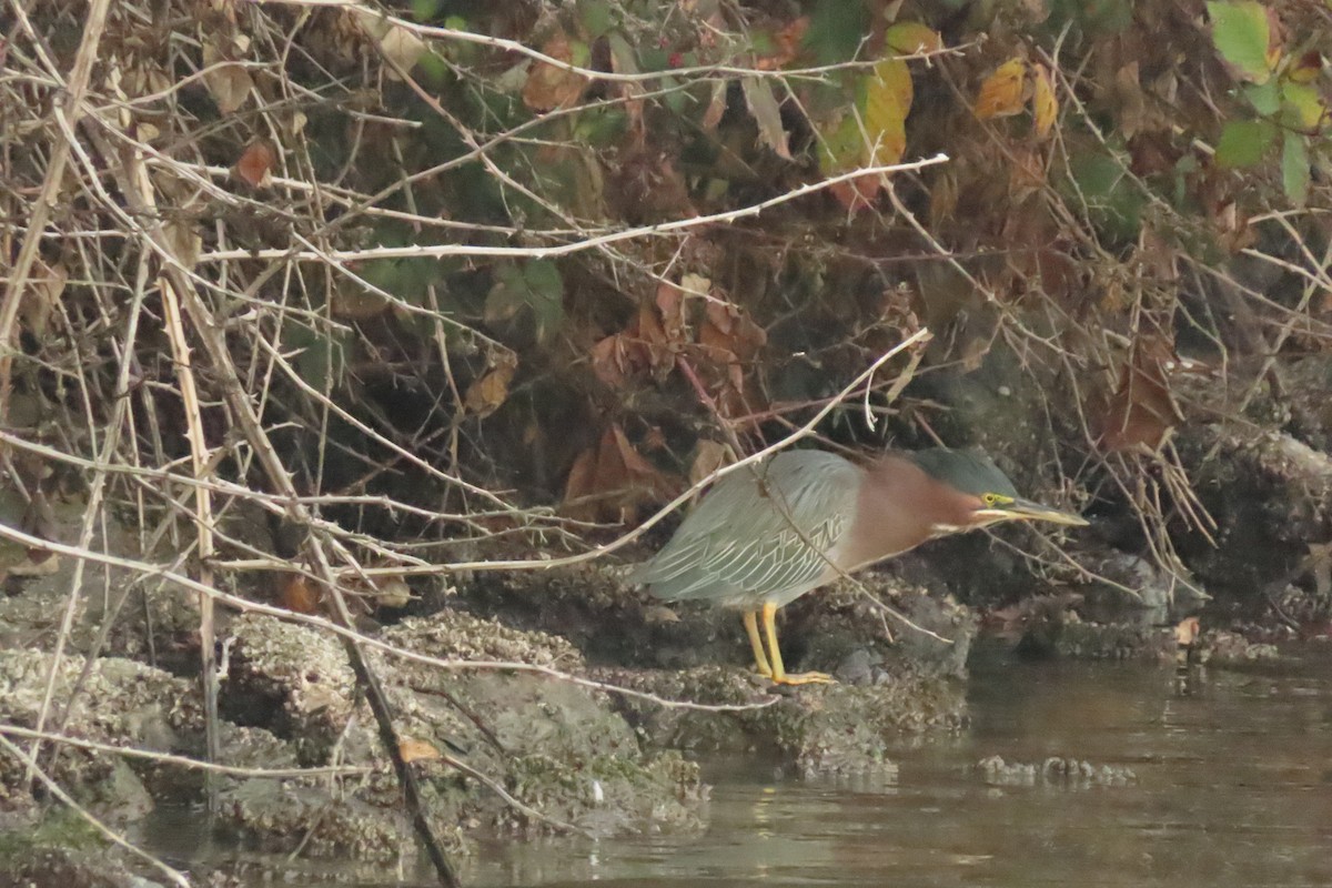 Green Heron - ML647044686