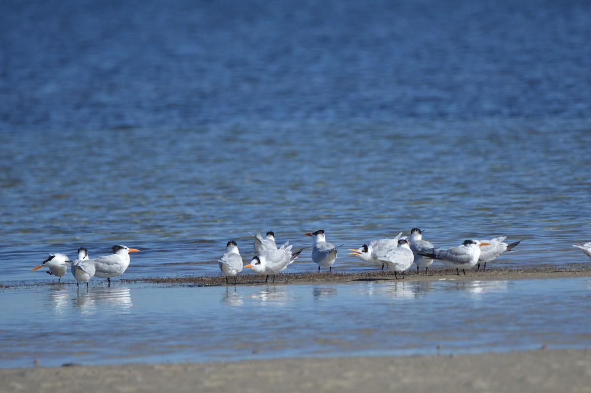 Royal Tern - ML647044688