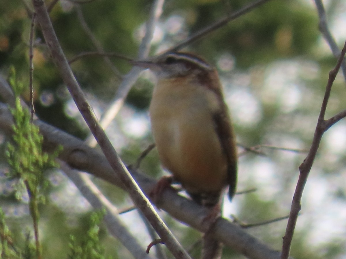 Carolina Wren - ML647044689