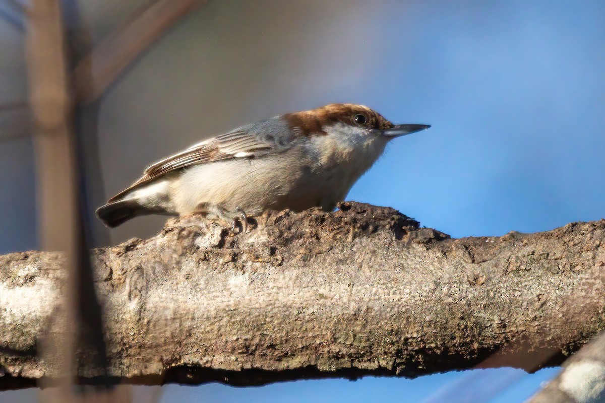 Sittelle à tête brune - ML647044692