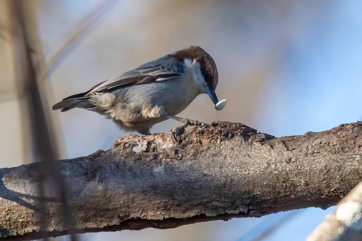 Sittelle à tête brune - ML647044693