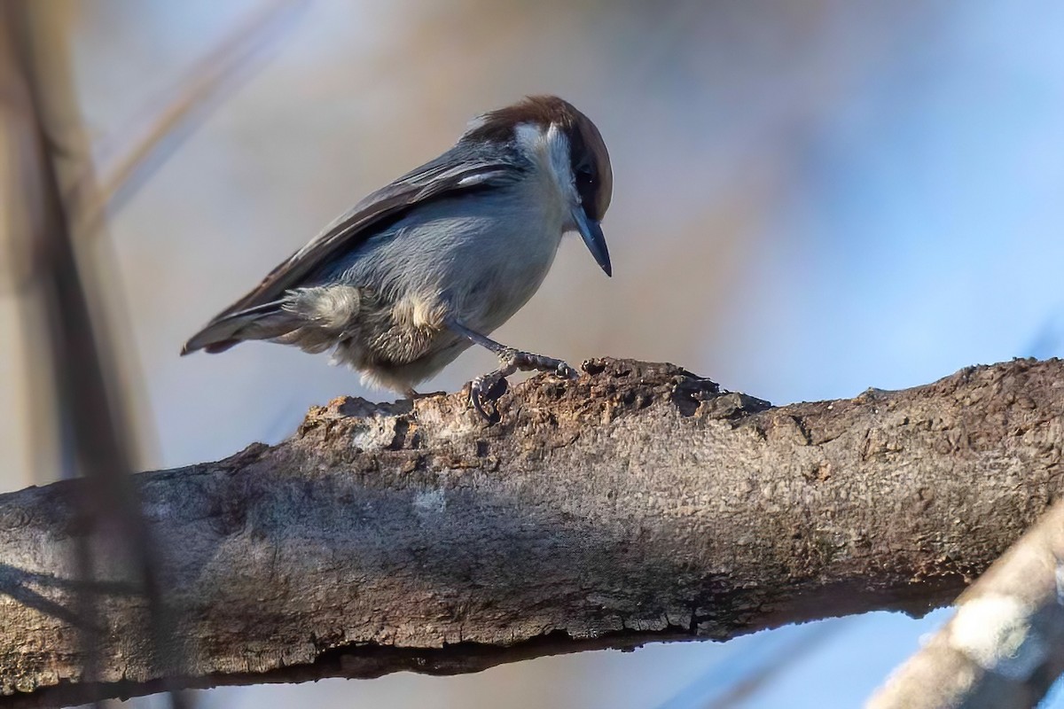 Sittelle à tête brune - ML647044694