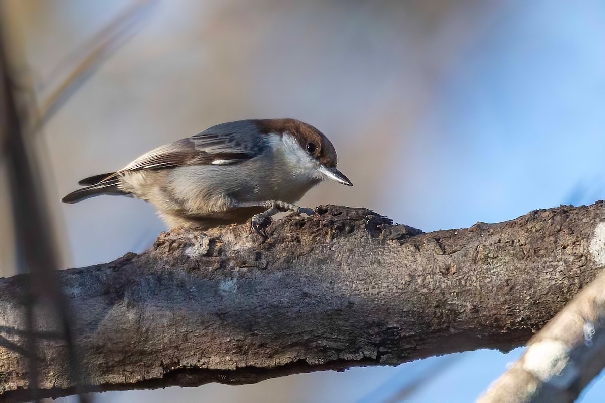 Sittelle à tête brune - ML647044695