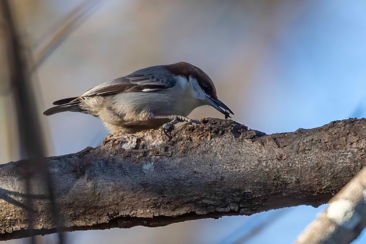 Sittelle à tête brune - ML647044696