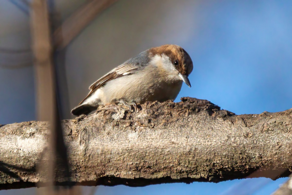 Sittelle à tête brune - ML647044697