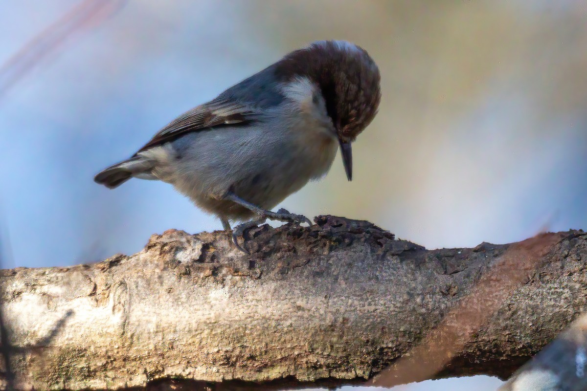 Sittelle à tête brune - ML647044698