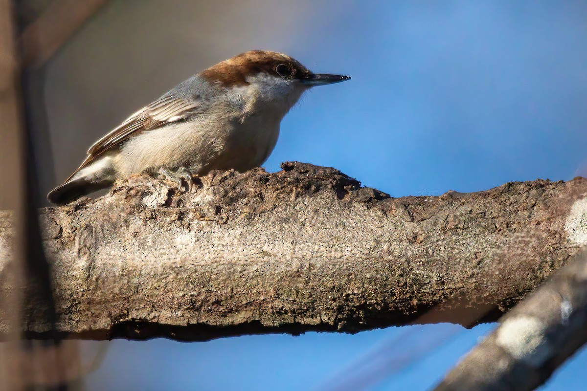 Sittelle à tête brune - ML647044699
