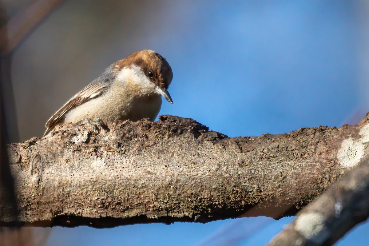 Sittelle à tête brune - ML647044700