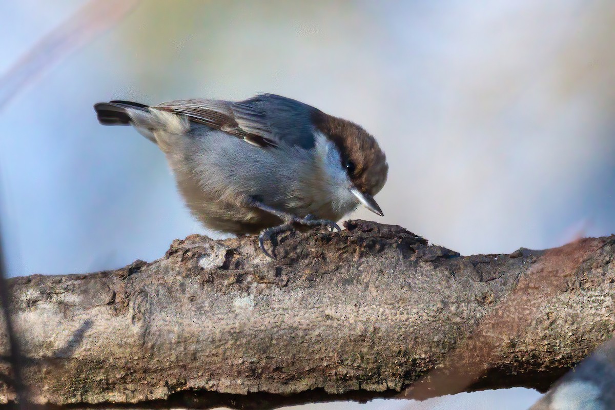 Sittelle à tête brune - ML647044701