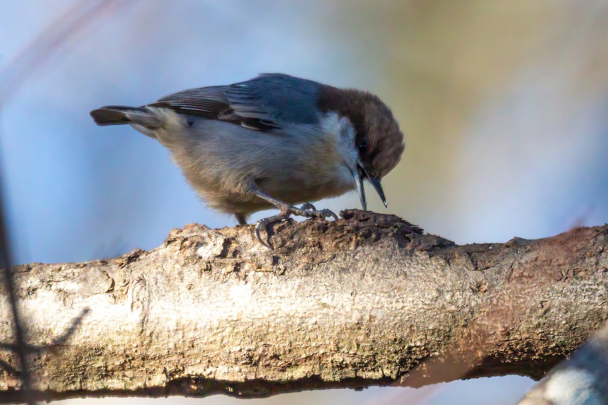 Sittelle à tête brune - ML647044702